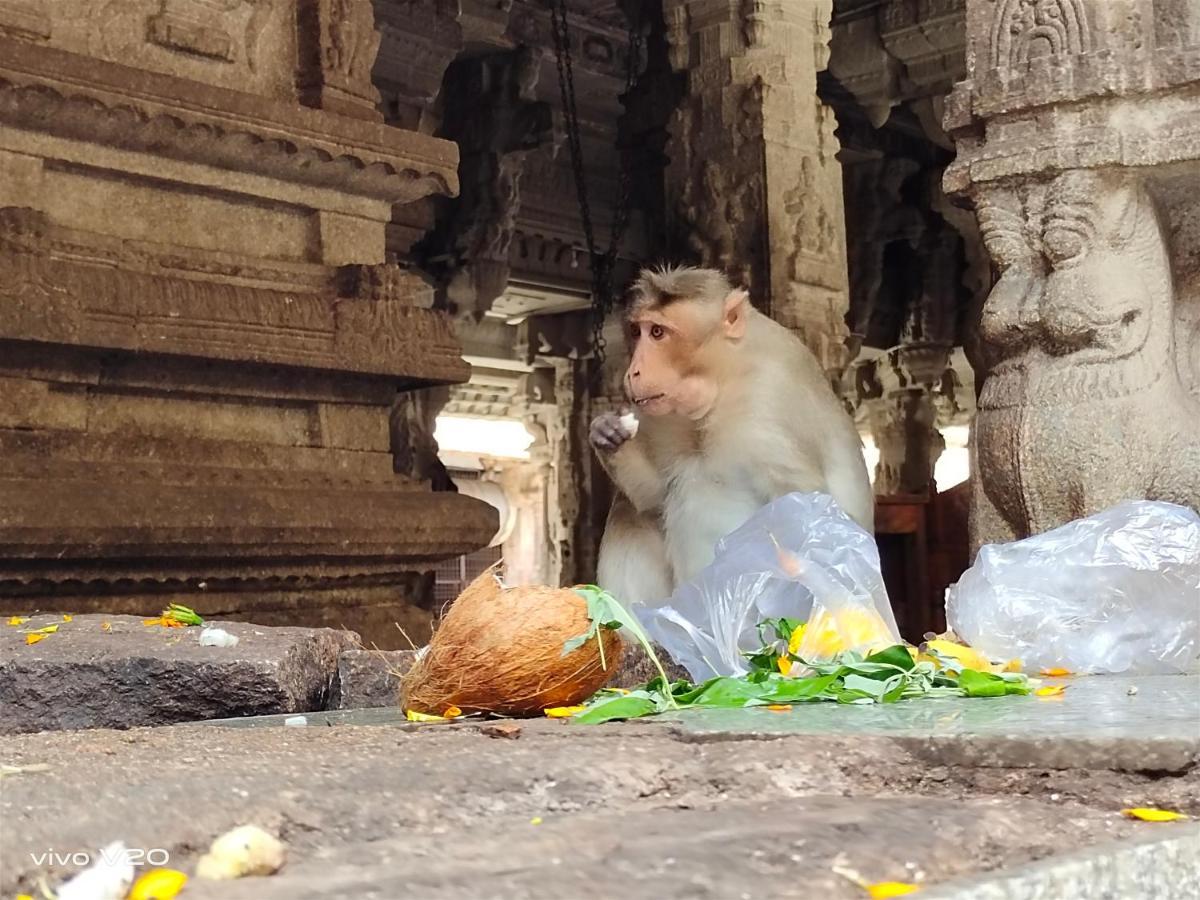 Srinivasa Homestay Hampi Exteriör bild